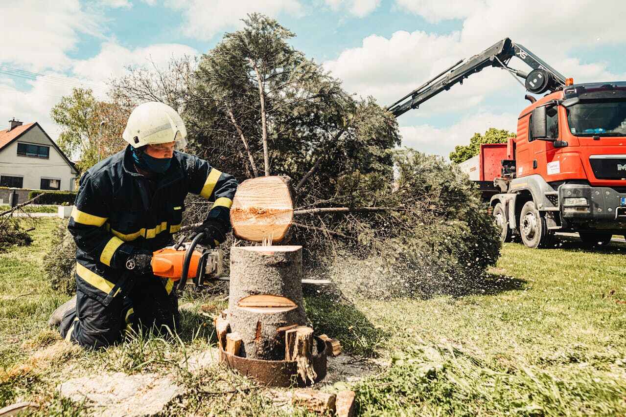 The Steps Involved in Our Tree Care Process in Hillsdale, MI